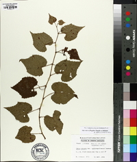 Vitis cinerea image