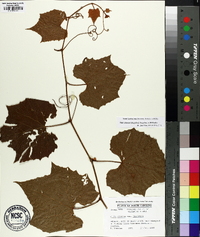 Vitis cinerea image