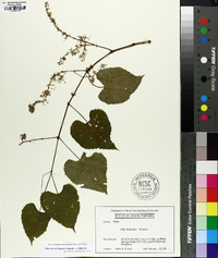 Vitis cinerea image