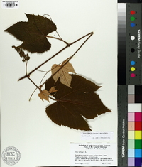 Vitis labrusca image