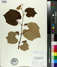 Vitis labrusca image