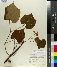 Vitis labrusca image