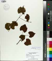 Vitis rotundifolia image