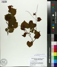 Vitis rotundifolia image