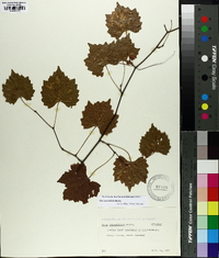 Vitis rotundifolia image