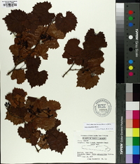 Vitis rotundifolia image