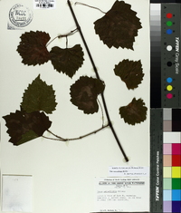 Vitis rotundifolia image