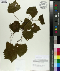 Vitis rotundifolia image