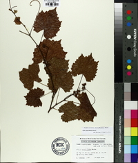 Vitis rotundifolia image