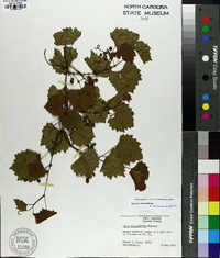 Vitis rotundifolia image