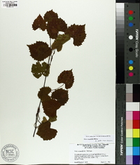 Vitis rotundifolia image