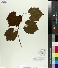 Vitis rotundifolia image