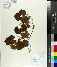 Vitis rotundifolia image