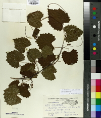 Vitis rotundifolia image