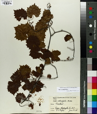 Vitis rotundifolia image