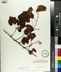 Vitis rotundifolia image