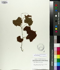 Vitis rotundifolia image