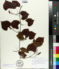 Vitis rotundifolia image