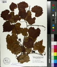 Vitis rotundifolia image