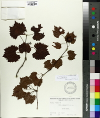 Vitis rotundifolia image