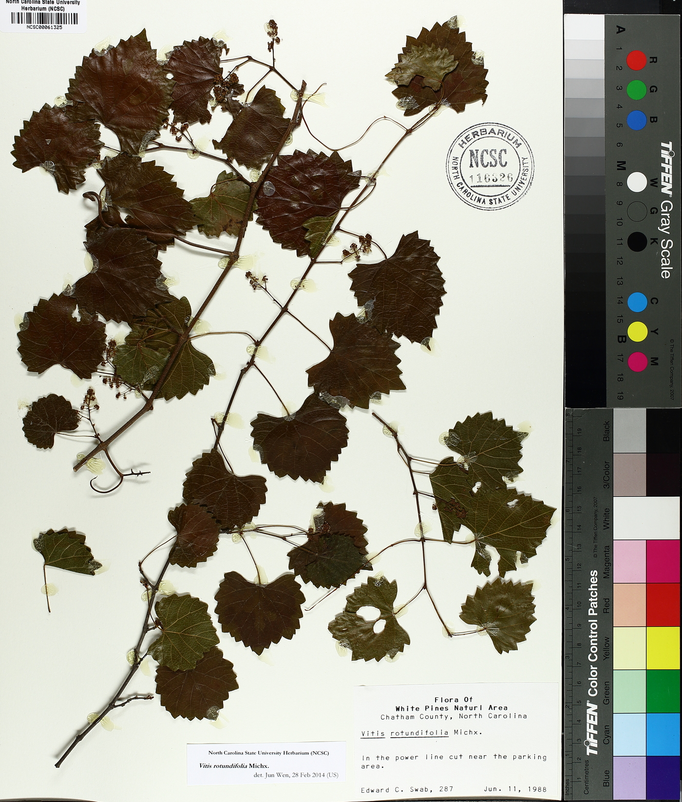 Vitis rotundifolia image