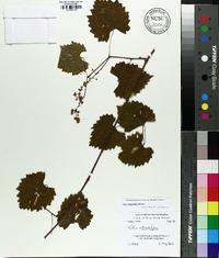 Vitis rotundifolia image