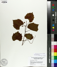 Vitis rotundifolia image