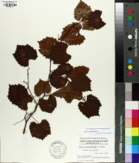 Vitis rotundifolia image