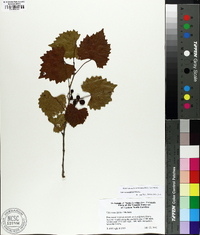 Vitis rotundifolia image