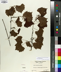 Vitis rotundifolia image