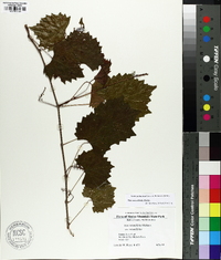 Vitis rotundifolia image