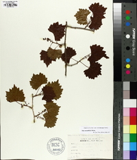 Vitis rotundifolia image