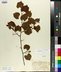 Vitis rotundifolia image