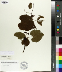 Vitis vulpina image