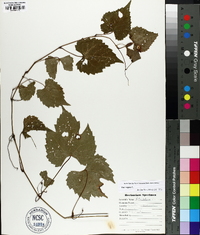 Vitis vulpina image