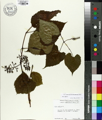 Vitis vulpina image