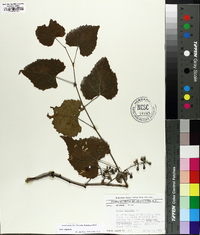 Vitis vulpina image