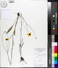 Coreopsis linifolia image