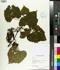 Vitis vulpina image