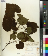 Vitis vulpina image