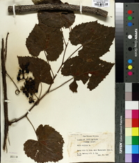 Vitis vulpina image