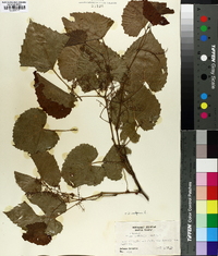 Vitis vulpina image