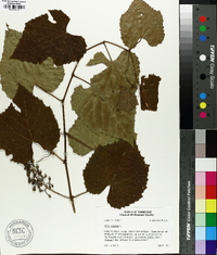 Vitis vulpina image