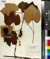 Vitis labrusca image