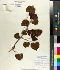 Vitis rotundifolia image