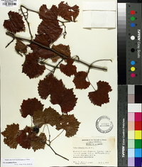 Vitis rotundifolia image