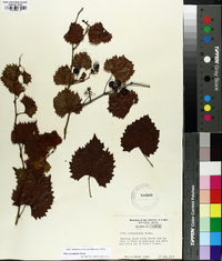 Vitis rotundifolia image