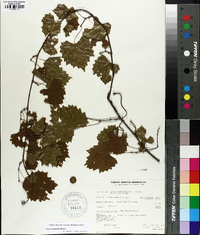 Vitis rotundifolia image