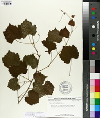 Vitis rotundifolia image