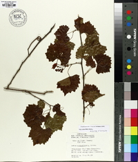 Vitis rotundifolia image